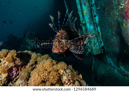 Lion fish in the Red Sea , eilat israel