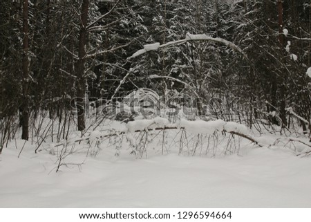 winter forest photography. road in a snowy winter forest.