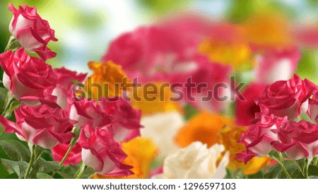 image of beautiful flowers of roses close up