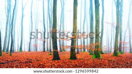 Misty autumn forest with tree silhouettes in Lorraine, France