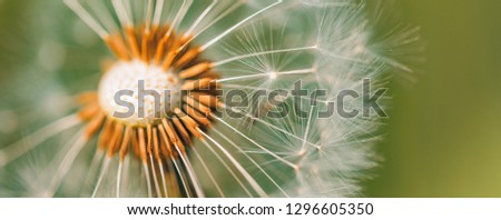 Nature background concept. Beautiful summer meadow background. Inspirational nature closeup, abstract floral delicate natural blossom seed, macro image