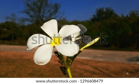 Beautiful white plumeria flowers.