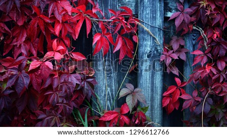 Wild grapes with red leaves growing densely on a wooden fence on an autumn day