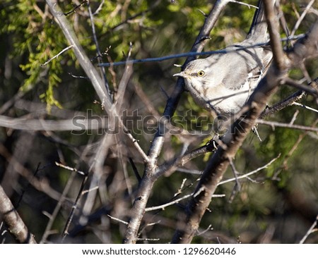 A mockingbird in a wild cherry tree.