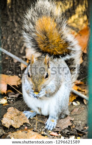 a gray squirrel eating