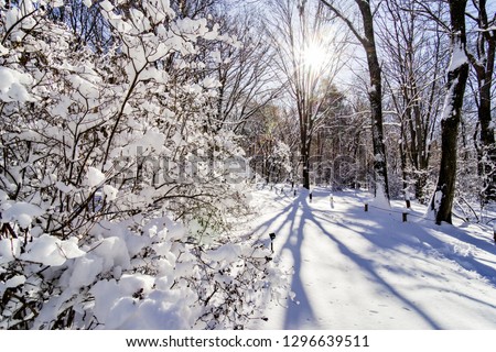 Sunny snowy forests and sunshine