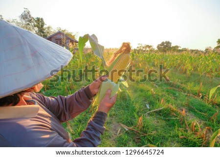 A selective focus picture of corn cob in hands at organic corn field. 