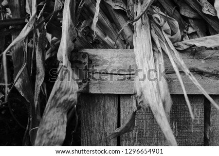 Rustic decorative corn stalks for autumn