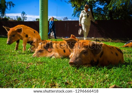 Little spotted piglets lie on the grass on a Sunny day