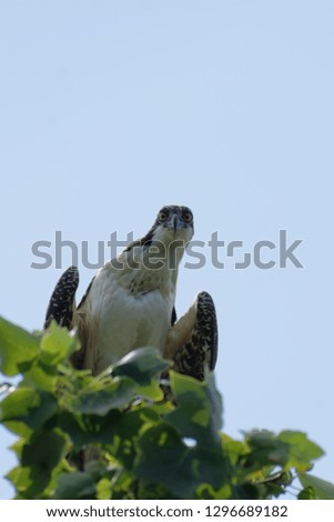 Funny picture of an Osprey looking in the eyes.