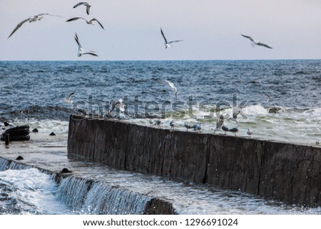 seagulls on the breakwater in stormy weather