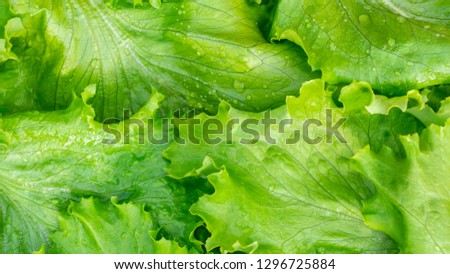 Fresh cut leaves of green lettuce texture, top view Royalty-Free Stock Photo #1296725884