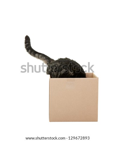 A curious tabby cat checking out a cardboard box.   Shot on white background.