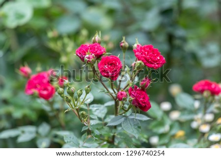 Red miniature roses flowers wetted by rain