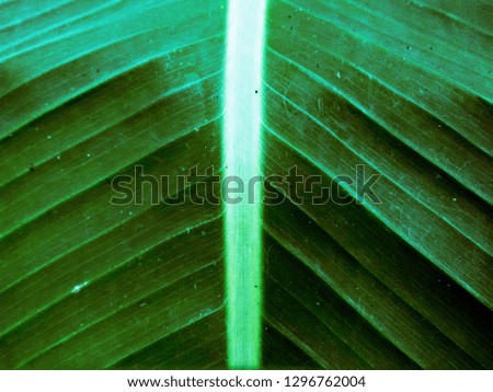 abstract background in green leaf