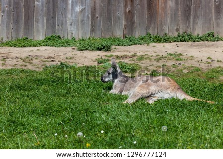 A fluffy wallaroo rests in the sunshine on the green grass next to a fence.