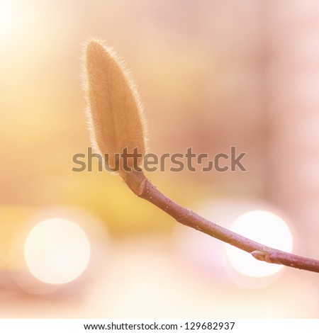 Closeup Magnolia Bud at backlight background