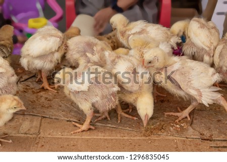 Selling small chicks on the market. Quito Ecuador.
