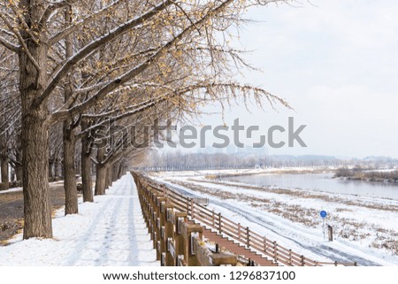 Asan ginkgo tree road in winter.