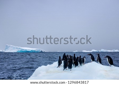 Penguins on ice and glaciers in Antarctica