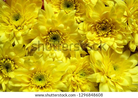 Beautiful yellow Chrysanthemum flower background.