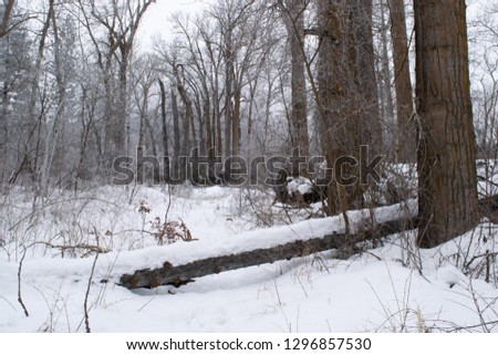 Fallen Tree on Snow-covered Trail in Forest (Winter) - Methow Valley, Washington, USA 