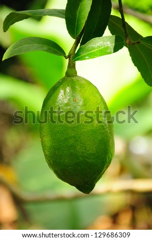 Mature lemons on tree