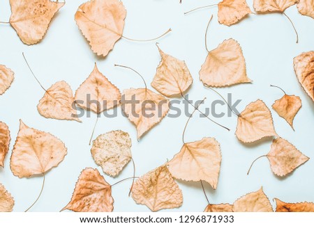 Lot of fallen poplar leaves on a white background. Natural background, autumn season