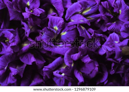 Purple flowers full of pictures fresh life