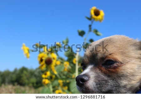 Chihuahua with daisies 