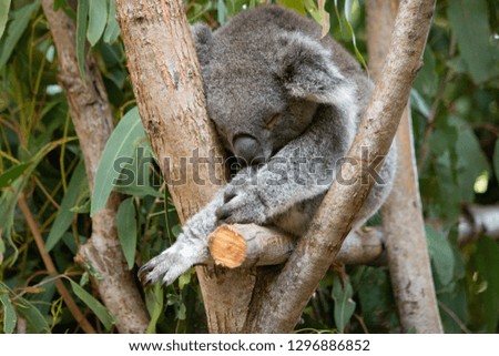 sleeping koala bear
