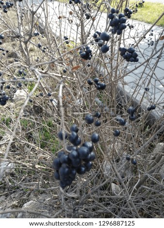 Photographs from different places with leafy stems, with black fruits