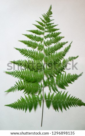 fern green branch isolated on white background