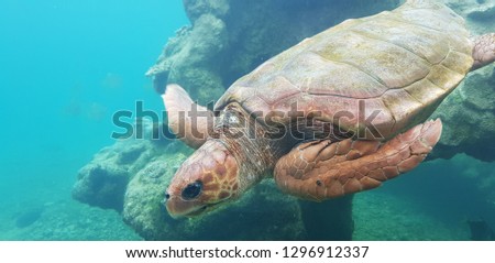 Green see turtle swimming in the ocean 