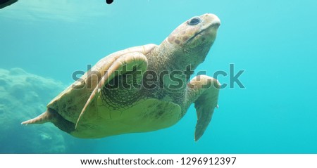 Green see turtle swimming in the ocean 