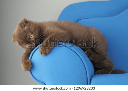 Portrait of a baby cat sitting on blue dolls couch and playing     