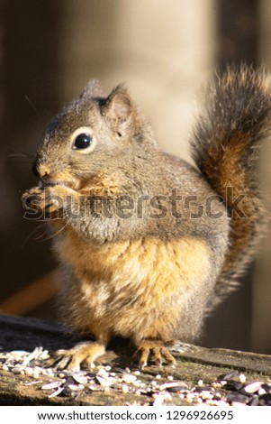 Adorable douglas squirrel eating seeds in this  close up picture. Burnaby Lake, British Columbia, Canada. Cute animal.