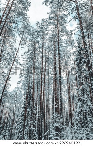 Pine tree forest in winter season, frozen woods in North Europe. Latvia  