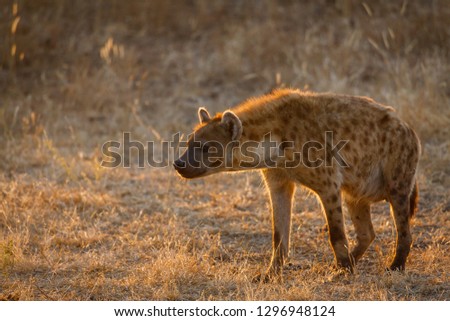 Spotted hyena or laughing hyena. (Crocuta crocuta). Botswana
