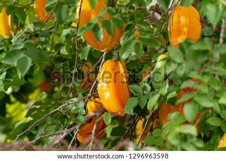   Ripe orange averrhoa carambola or star fruits growing on tree in tropical climate, ready for harvest