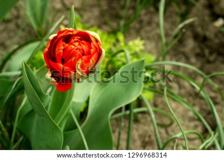 Beautiful blossoming red tulips of unusual shape.