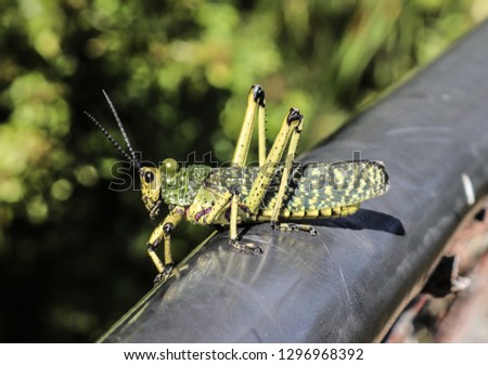 Green and yellow grasshopper siting on a bridge with a green bokeh background. This photograph was taken in a nature reserve in South Africa.
