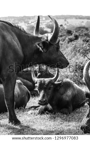 A photograph of cape buffalo native to South Africa. These animals were photographed at close range in the heart of South Africa on a hot summers day and are a part of the big 5.