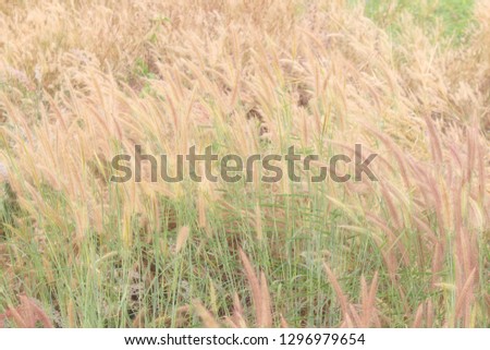 Abstract golden grass flowers on orange background. Beautiful golden grass flowers in the nature. Picture for art work design, Can add text message, Chaiyaphum Province, Thailand