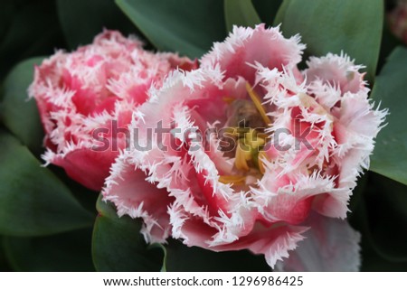 Closeup of two Fringed Tulip Queensland.