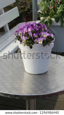 Purple pansies in a pot on a metal table.