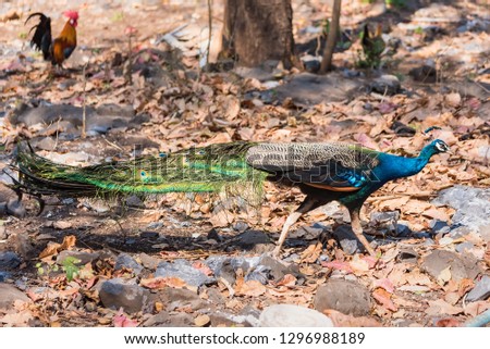 Male colorful peacock in the temple Thailand
