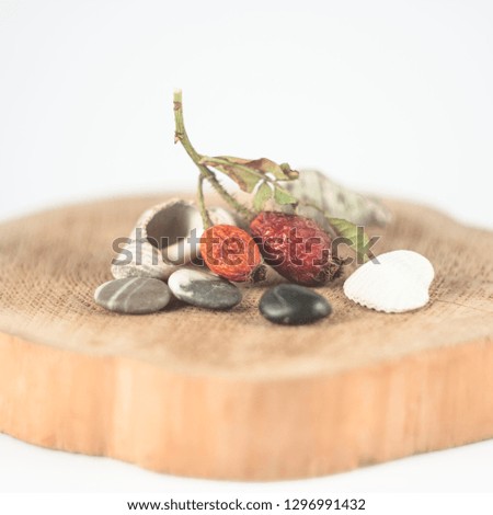 seashells and wild rose on a wooden platform on a white background