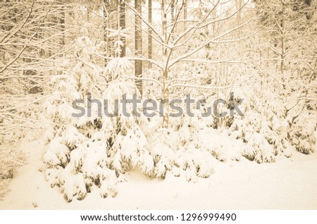 a snowy forest in winter with lots of snow
