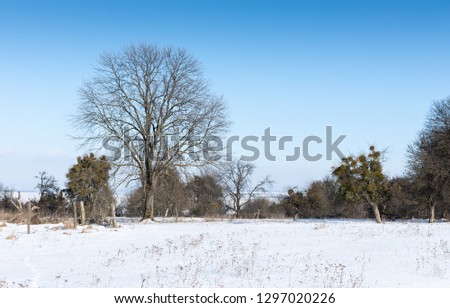 Outskirts of the village, winter landscape with forest , snowy ground and trees without snow, mistletoe on trees